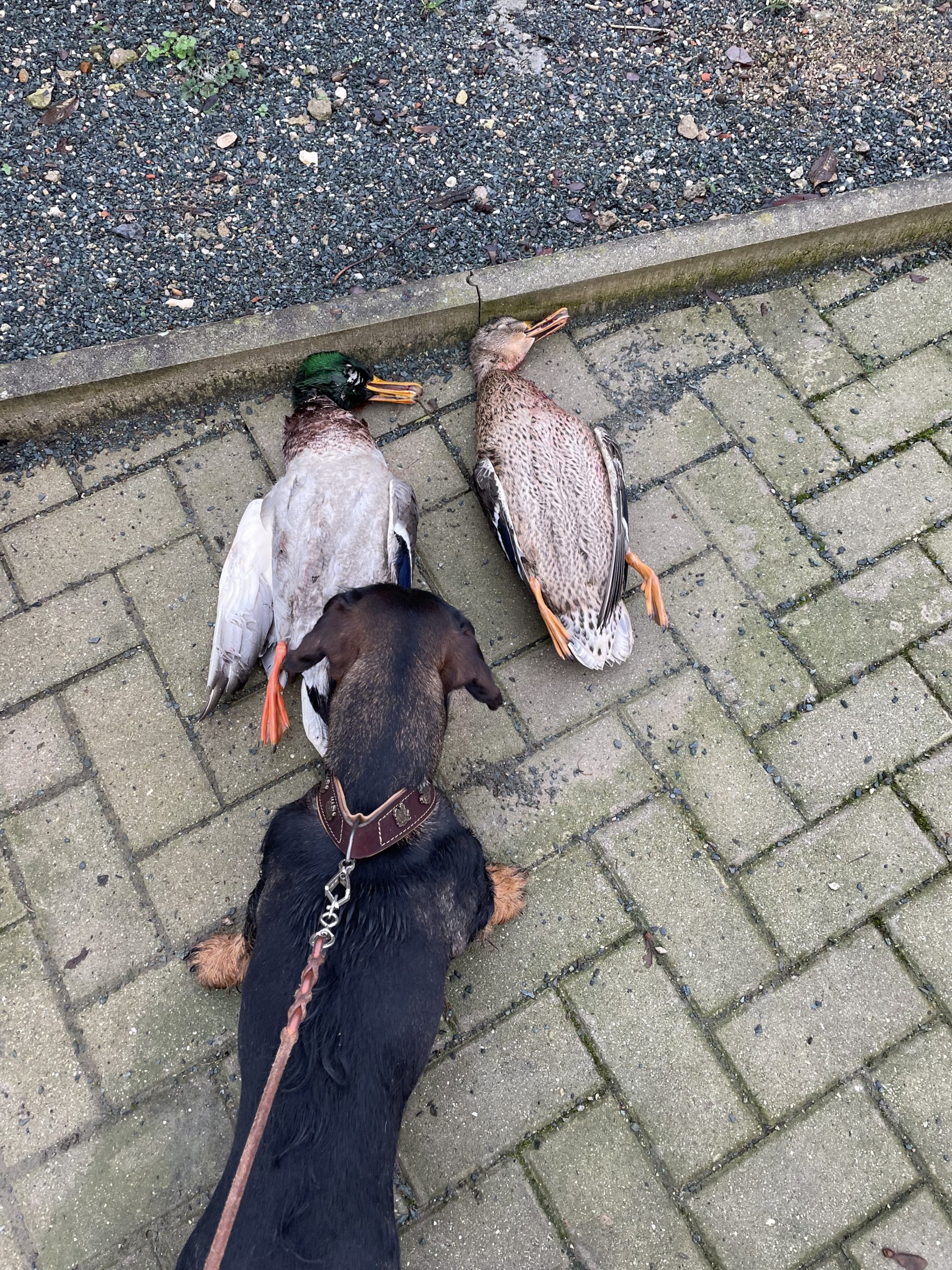 Teckel als fleißige Helfer bei der Entenjagd!
