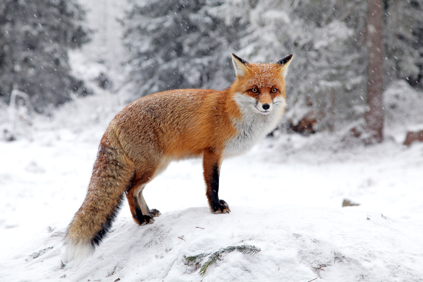 Fuchs steht auf Vogelklage zu